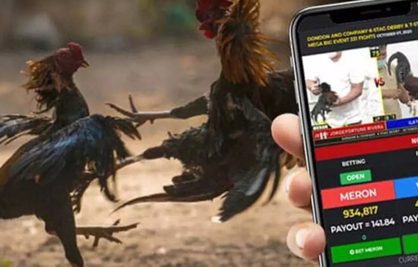 Tại Sao Việc Tắm & Om Bóp Gà Đá Lại Quan Trọng