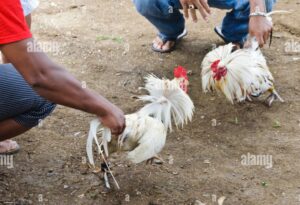 Tại Sao Đá Gà Trên Mạng Luôn Thua? Vén Màn 3 Sự Thật Đau Lòng Từ "Kê Kinh"