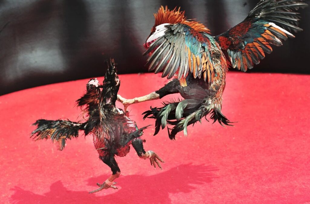Tại Sao Việc Chọn Gà Chọi Con Đẹp Lại Quan Trọng