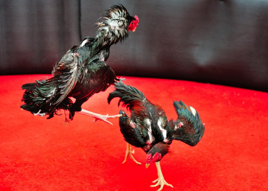 Ứng Dụng Phong Thủy: Chọn Màu Lông Theo Ngũ Hành