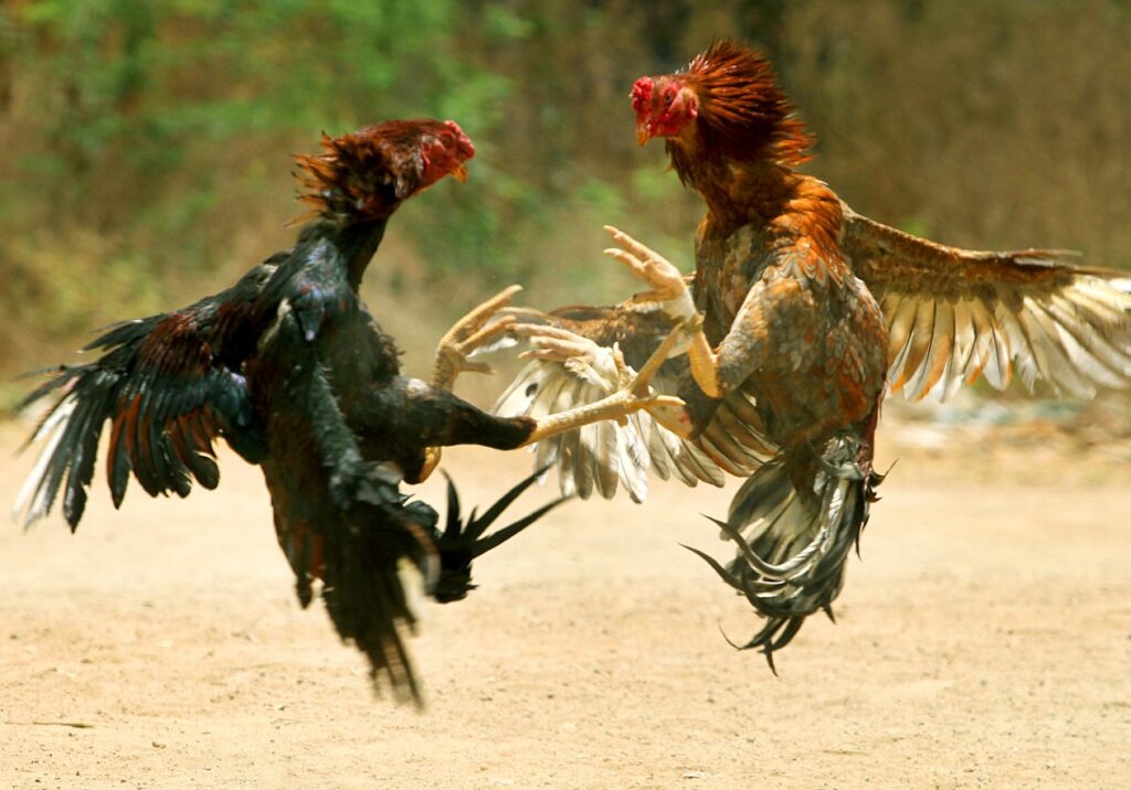 Tại Sao "Cách Trộn Thức Ăn" Lại Quyết Định 70% Tỷ Lệ Thắng?