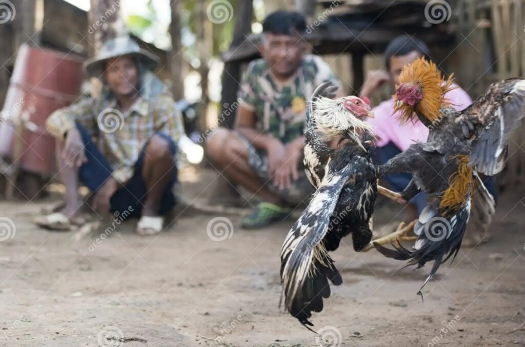 Hướng Dẫn Cách Trộn Thức Ăn Cho Gà Đá Từ A-Z