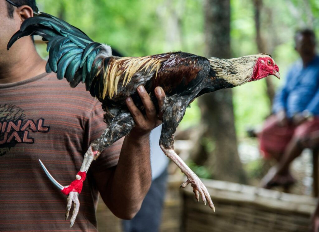 Giải Quyết Vấn Đề Nâng Cao & Lời Khuyên
