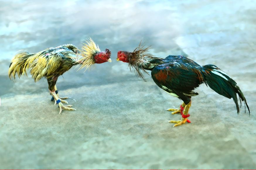 Sự khác biệt giữa thú chơi gà chọi truyền thống và cá độ bất hợp pháp