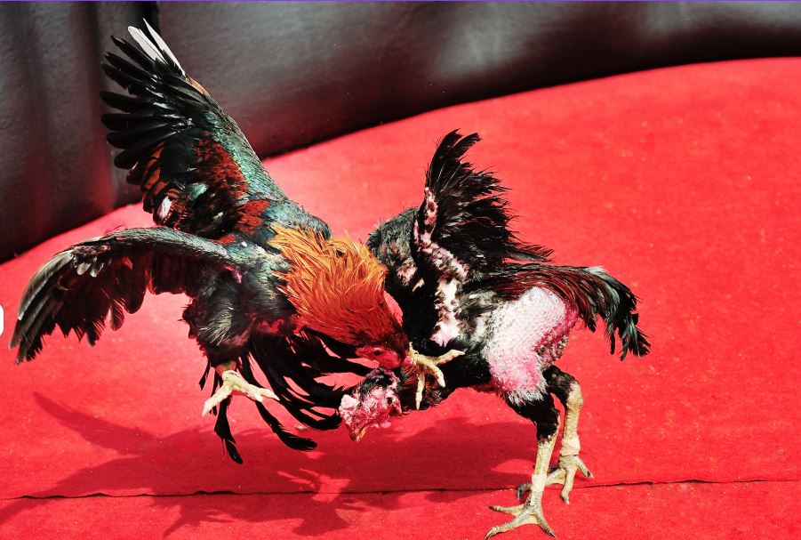 Giải đáp: Đá gà online có bị phạt không? Rủi ro pháp lý và hướng đi cho người đam mê