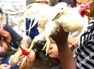 Giải Quyết Vấn Đề Nâng Cao & Lời Khuyên