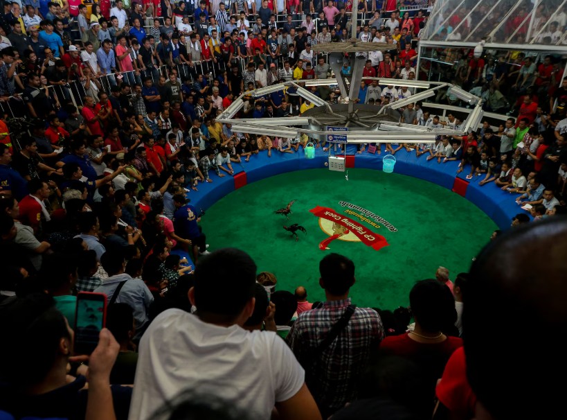 Cách huấn luyện gà đá cựa: Từ "Gà Tơ" Thành "Siêu Sĩ Gym" Chuyên Nghiệp