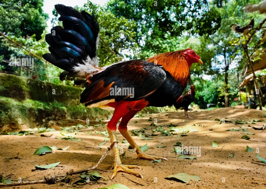 Những cú lừa "Vảy gà giả" và bài học xương máu cho giới mộ điệu