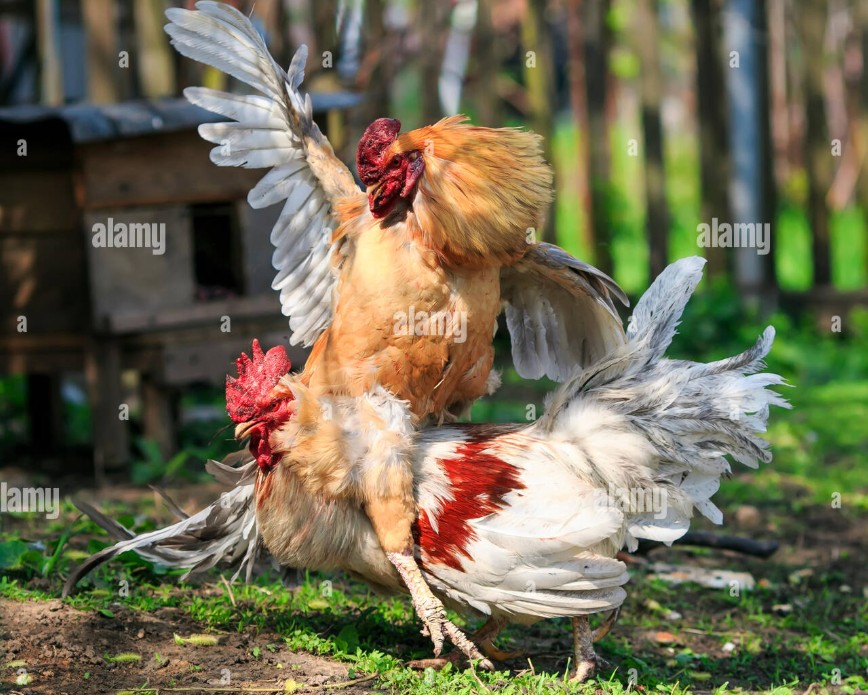 "Xem tướng chân gà": Khi vảy gà quyết định số mệnh giàu sang