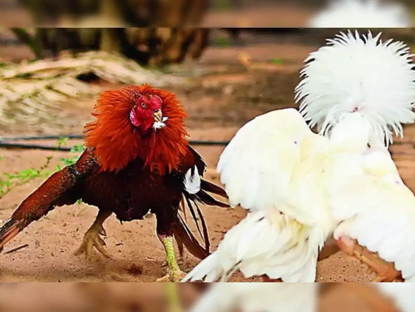 Bảng tra cứu màu mạng theo ngày: "Lên lịch" cho chiến kê đi du đấu