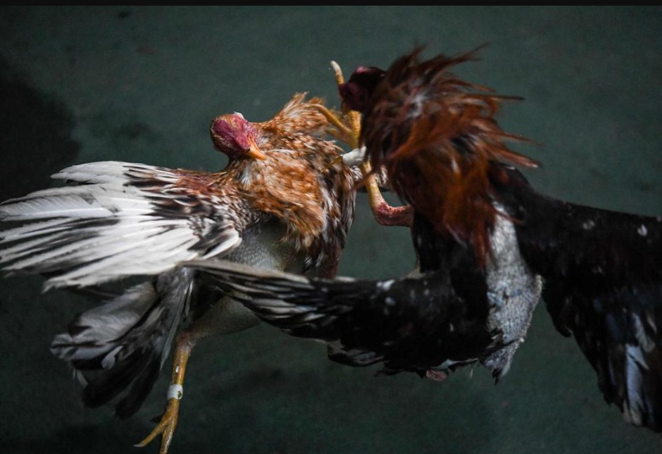 Nhập môn "Thần Kê Học": Cách Xem Màu Mạng Gà Đá Theo Ngày?