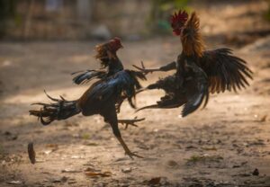 Lời kết và lời khuyên cho anh em sư kê