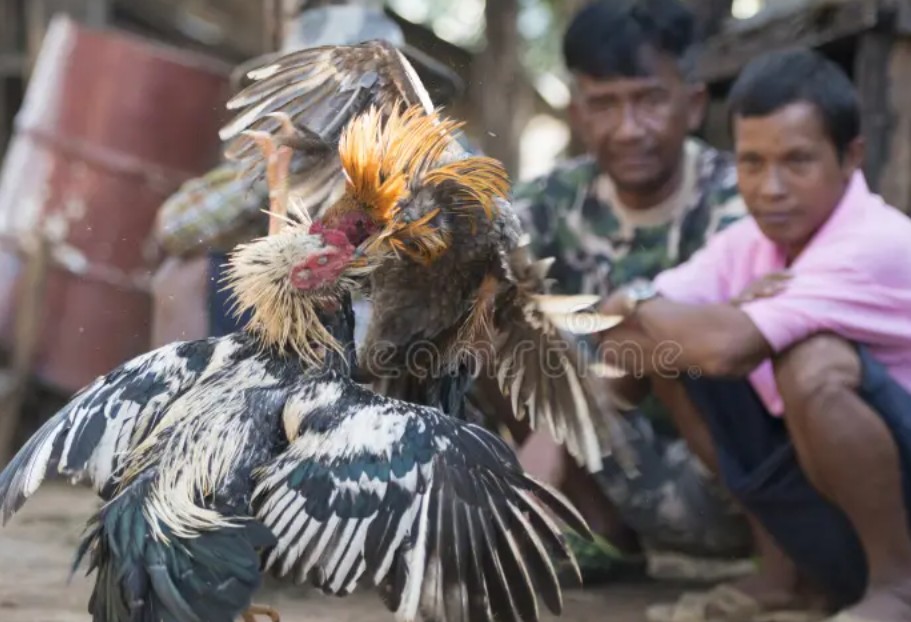 Tại sao gà đá bị gầy và tầm quan trọng của việc thúc gà đúng cách?
