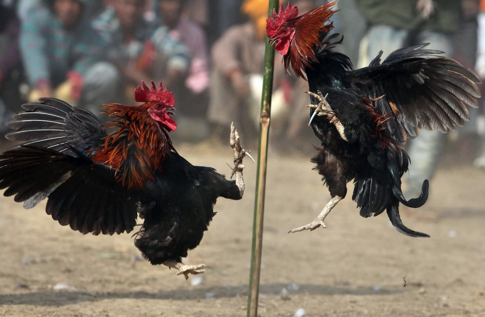 Hệ thống phòng bệnh và quản lý vệ sinh chuồng trại định kỳ