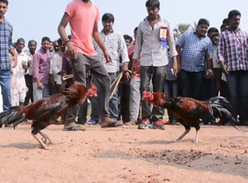 Quy trình huấn luyện thể lực và rèn luyện kỹ năng thực chiến chuyên sâu