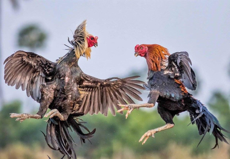 Cách Nuôi Gà Đá Cựa Sắt Có Lực - Kỹ thuật lựa chọn con giống