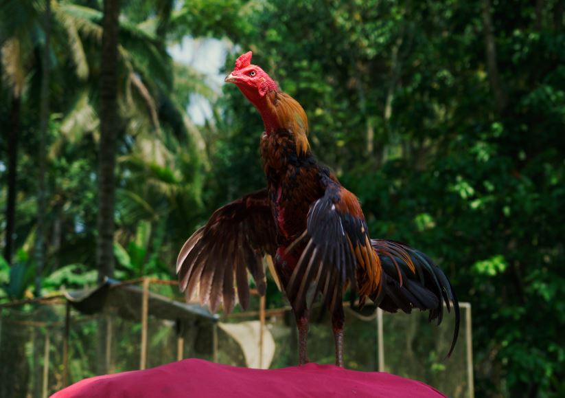 Hướng dẫn từng bước điều trị lác cho gà tại nhà