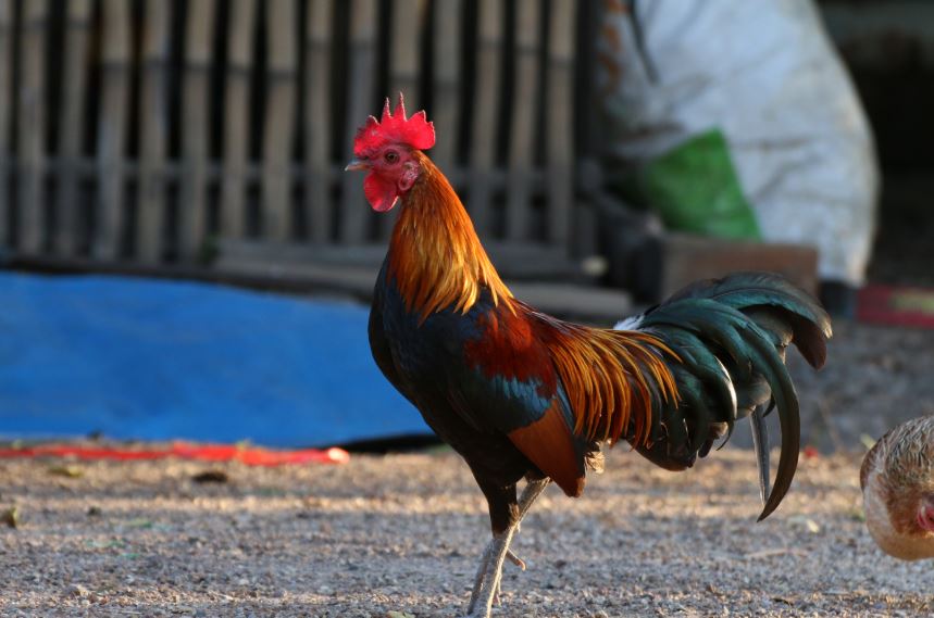 Cách trị bệnh lác cho gà bằng mẹo dân gian (Rẻ - Dễ tìm)