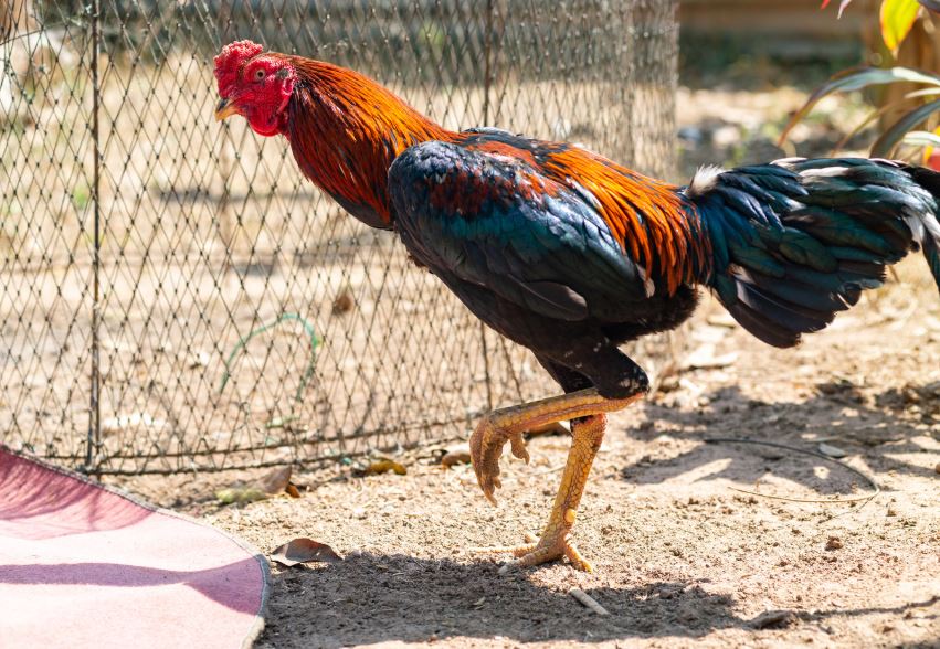 Dấu hiệu nhận biết gà bị lác đồng tiền, nấm da - cách trị bệnh lác cho gà